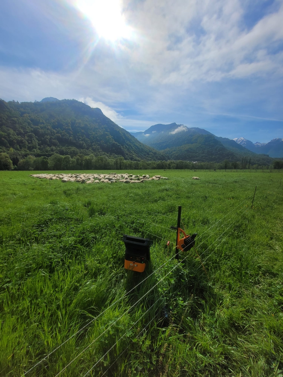 Belle journée dans les pâturages 