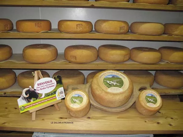 Élévage laitier pour achat de fromage de brebis artisanal, Vallée d'Ossau, Ferme du Saùcet
