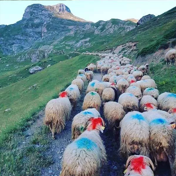 Élévage de brebis avec vente direct de fromage artisanal, Vallée d'Ossau, Ferme du Saùcet