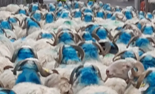 Départ transhumance