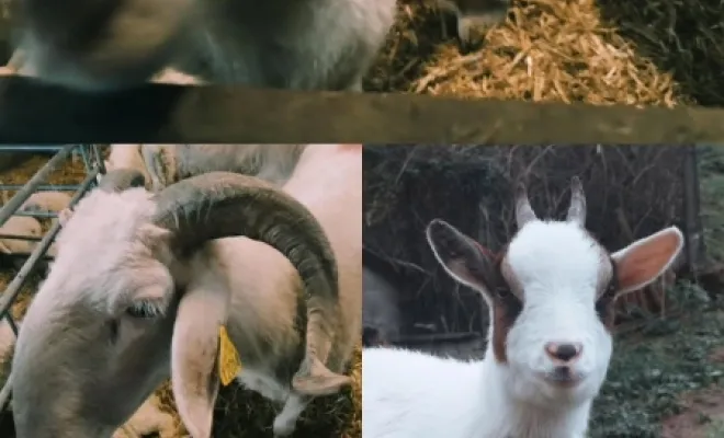 Diversité brebis/nos chèvres naines